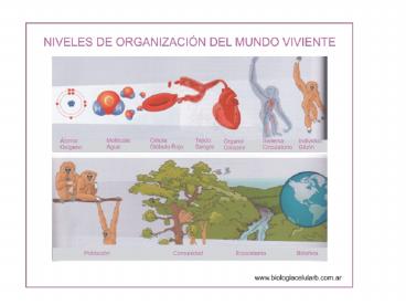 Niveles de Organizaci
