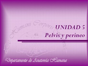 UNIDAD 5 Pelvis y perineo