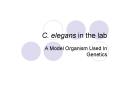 C. elegans in the lab PowerPoint PPT Presentation