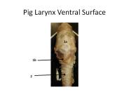 Pig Larynx Ventral Surface