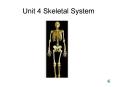 Unit 4 Skeletal System PowerPoint PPT Presentation
