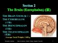 Section 2  The Brain (Encephalon) (?) PowerPoint PPT Presentation