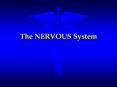 The NERVOUS System PowerPoint PPT Presentation