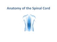 Anatomy of spinal cord