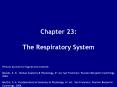 Chapter 23:  The Respiratory System PowerPoint PPT Presentation