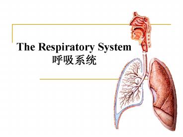 The Respiratory System ????