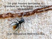 El ingenio de una hormiga