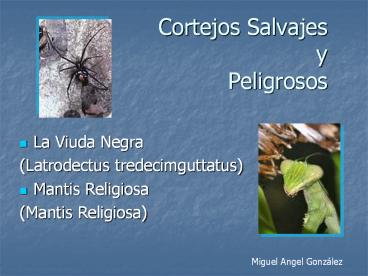 Cortejos Salvajes y Peligrosos