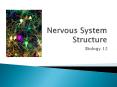 Nervous System Structure PowerPoint PPT Presentation
