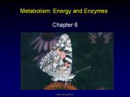 Metabolism: Energy and Enzymes