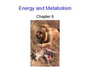 Energy and Metabolism