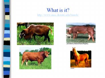 What is it? http://www.ansi.okstate.edu/breeds/