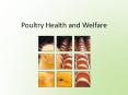 Poultry Health and Welfare PowerPoint PPT Presentation