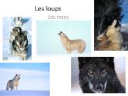 Les loups