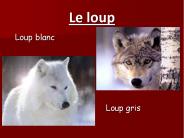 Le loup