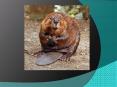Le castor PowerPoint PPT Presentation