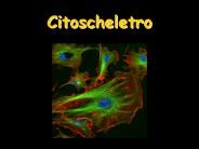 Citoscheletro