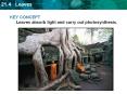 KEY CONCEPT Leaves absorb light and carry out photosynthesis. PowerPoint PPT Presentation