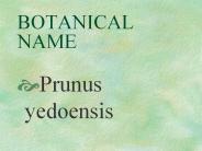BOTANICAL NAME