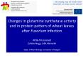 Changes in glutamine synthetase activity and in protein pattern of wheat leaves after Fusarium infection Attila P PowerPoint PPT Presentation