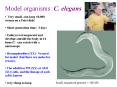 Model organisms: C. elegans PowerPoint PPT Presentation