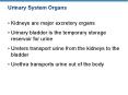 Urinary System Organs PowerPoint PPT Presentation