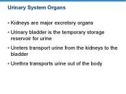 Urinary System Organs