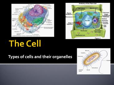The Cell