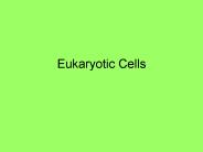 Eukaryotic Cells