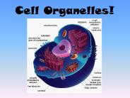 Cell Organelles!