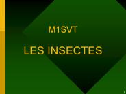M1SVT LES INSECTES
