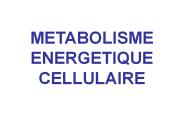 METABOLISME ENERGETIQUE CELLULAIRE
