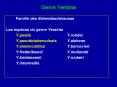 Genre Yersinia PowerPoint PPT Presentation
