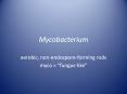 Mycobacterium PowerPoint PPT Presentation