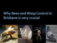 Why Bees and Wasp Control in Brisbane is very crucial PowerPoint PPT Presentation