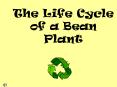 The Life Cycle of a Bean Plant PowerPoint PPT Presentation