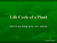 Life Cycle of a Plant PowerPoint PPT Presentation
