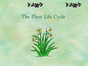 The Plant Life Cycle