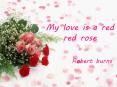 My love is a red  red rose PowerPoint PPT Presentation