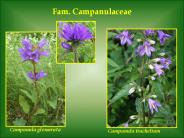 Fam. Campanulaceae