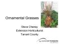 Ornamental%20Grasses PowerPoint PPT Presentation