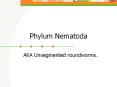Phylum%20Nematoda PowerPoint PPT Presentation