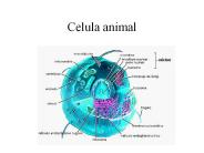 Celula animal