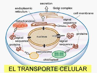 EL TRANSPORTE CELULAR