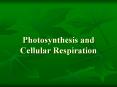 Photosynthesis and Cellular Respiration PowerPoint PPT Presentation