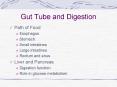 Gut Tube and Digestion PowerPoint PPT Presentation