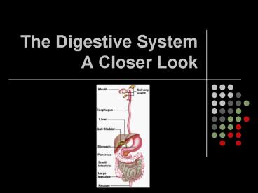 The Digestive System A Closer Look