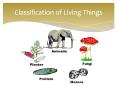 Classification of Living Things PowerPoint PPT Presentation
