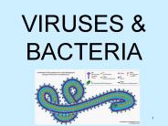 VIRUSES