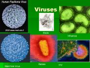 Viruses